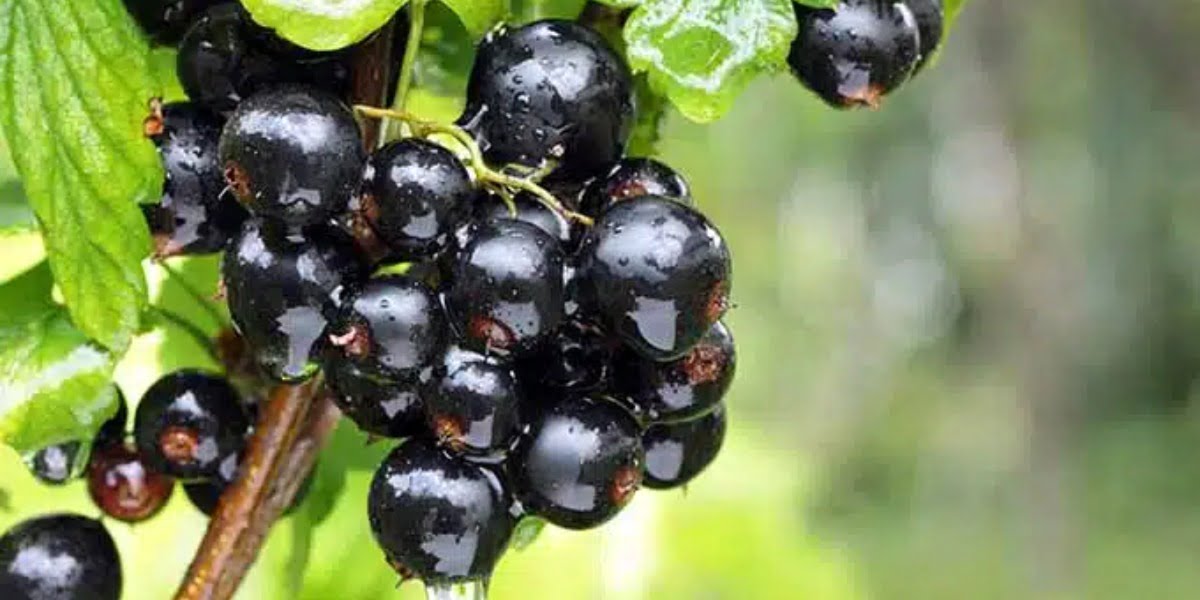 Which Supermarket Sells Frozen Blackcurrants