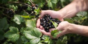 Which Supermarket Sells Frozen Blackcurrants
