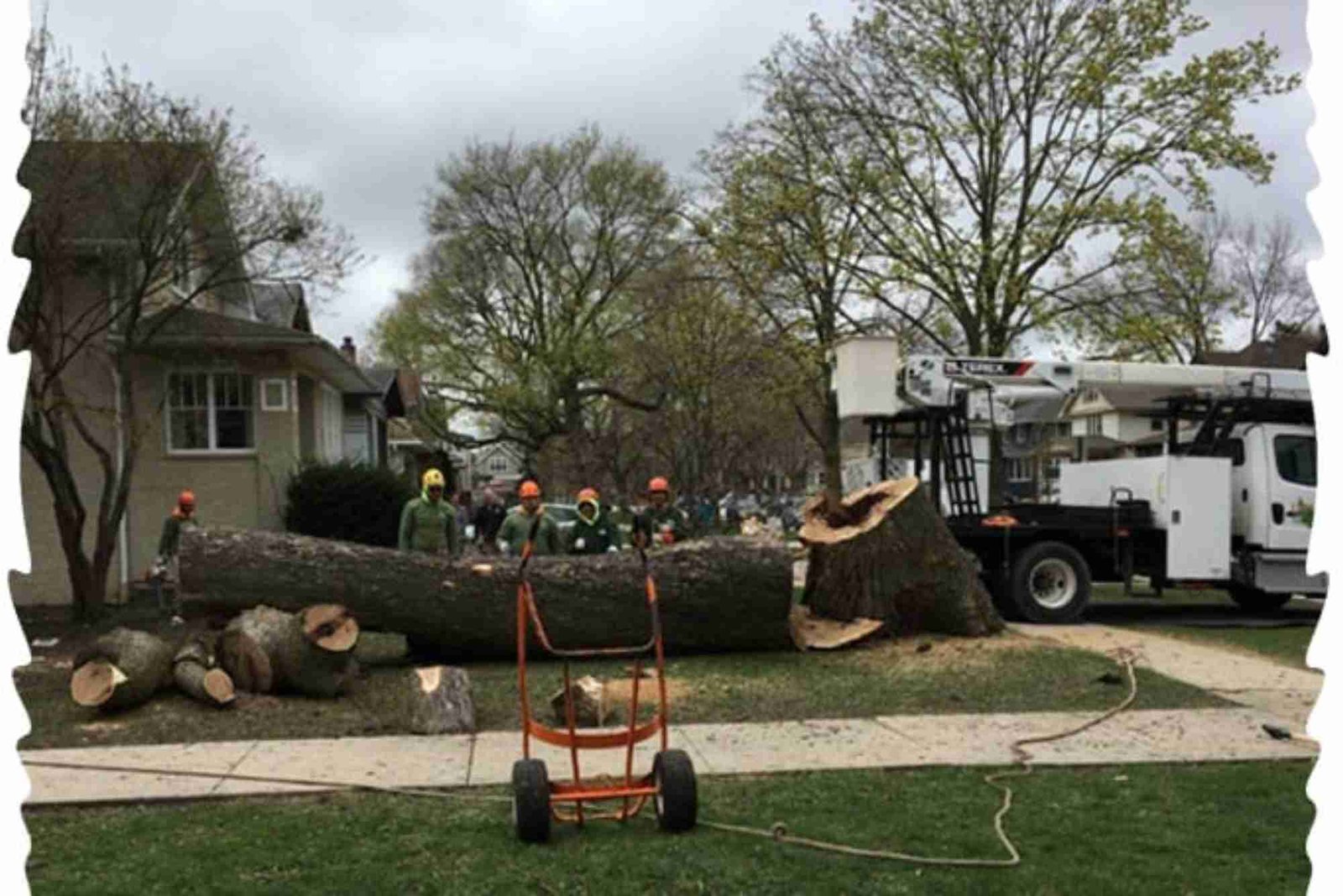 Tree Service in La Grange, IL